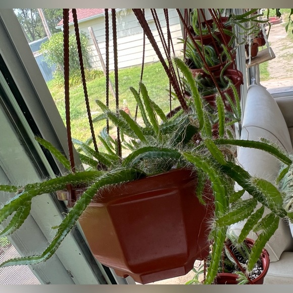 Plant Welcome Post!! 🪴🌱 - Picture 10 of 12